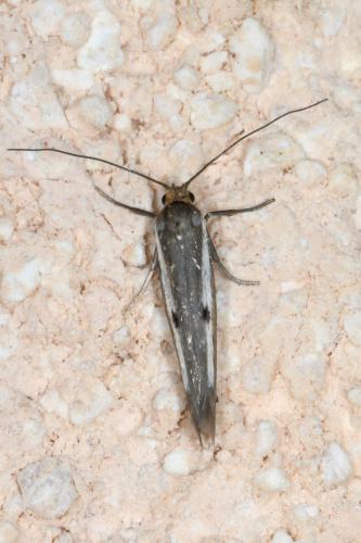 Parahyponomeuta egregiella